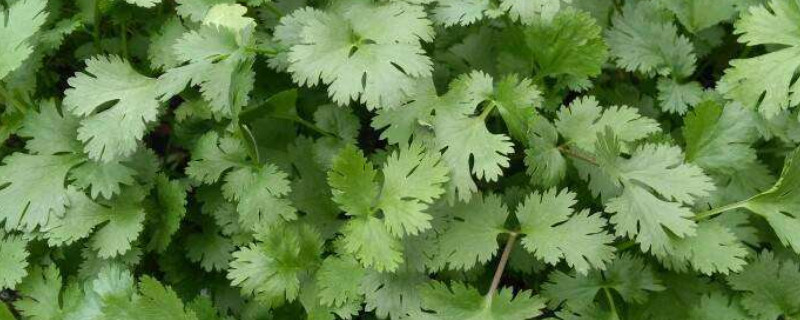 香菜根可以水培吗（香菜根可以水培吗视频）