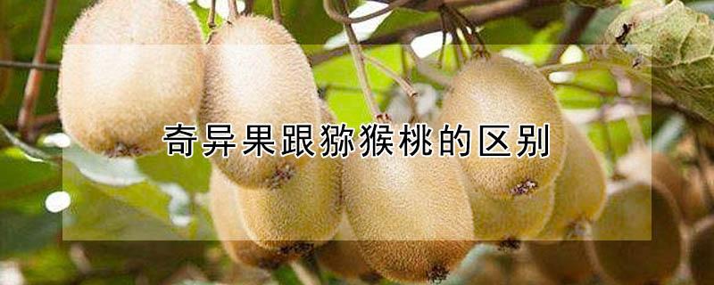 奇异果跟猕猴桃的区别（奇异果跟猕猴桃区别一样吗）
