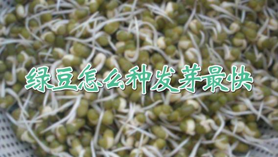 绿豆怎么种发芽最快 绿豆怎么种发芽最快,用餐巾纸