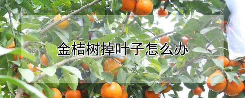 金桔树掉叶子怎么办 金桔树干枯掉叶子怎么办