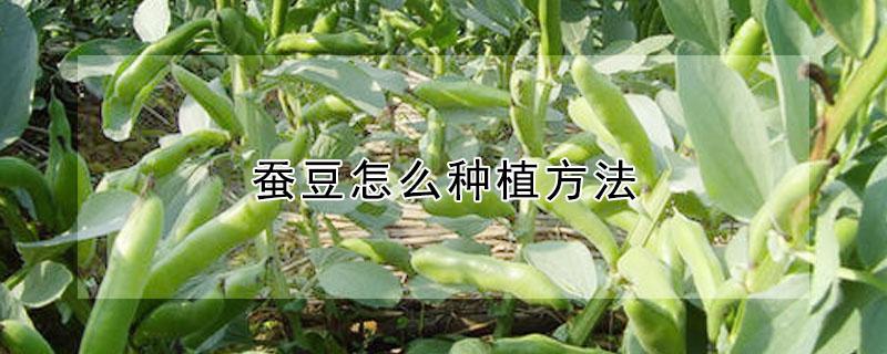 蚕豆怎么种植方法 蚕豆怎么种植方法如下图片