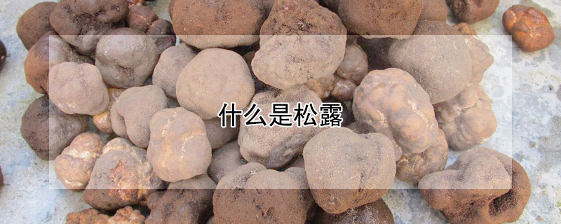 什么是松露（什么是松露披萨）