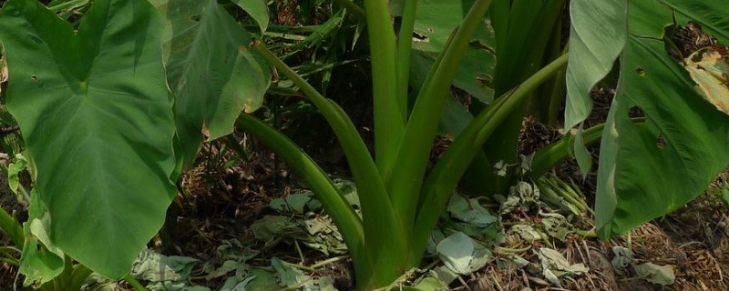 芋头种植埋多深（芋头埋在土里能过冬吗）