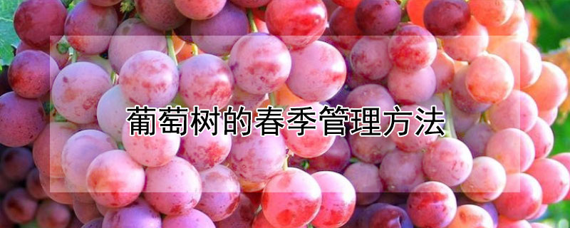 葡萄树的春季管理方法 葡萄树的春季管理方法有哪些