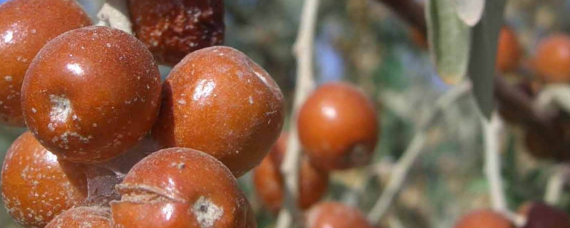 如何种沙枣种子（如何种沙枣种子）