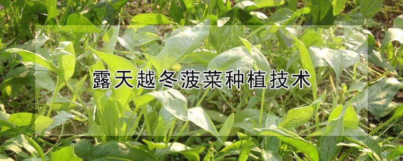 露天越冬菠菜种植技术 北京露地越冬菠菜什么时候种