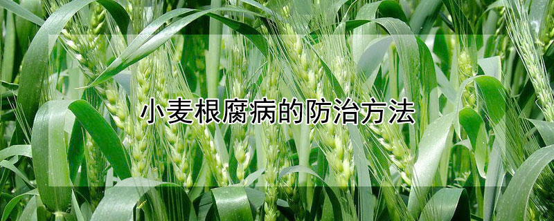 小麦根腐病的防治方法（小麦根腐病怎样防治）