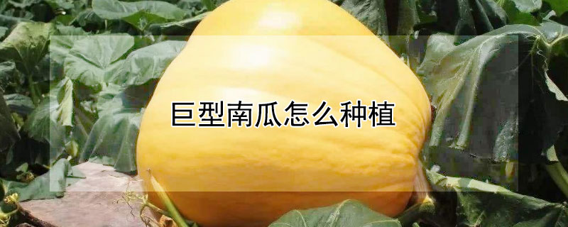 巨型南瓜怎么种植 巨型南瓜怎么种植管理
