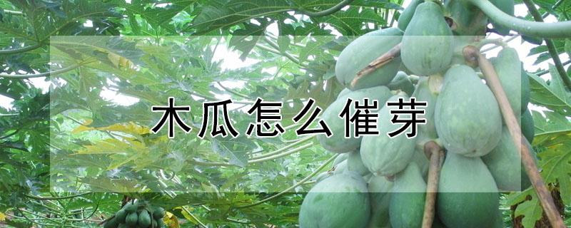 木瓜怎么催芽 木瓜怎么催芽最快