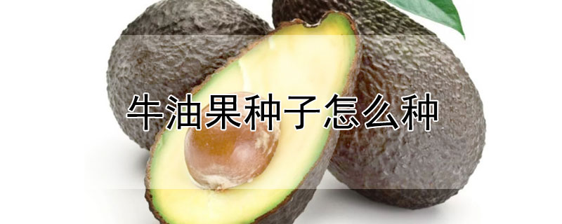牛油果种子怎么种（牛油果种子怎么种盆栽）