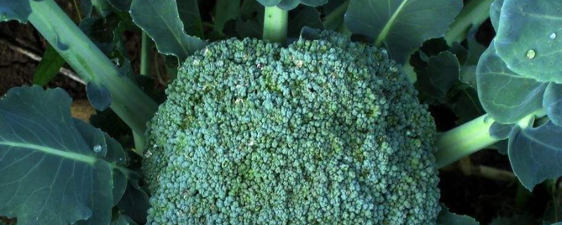 西兰花多久浇一次水 西兰花多少天浇一次水