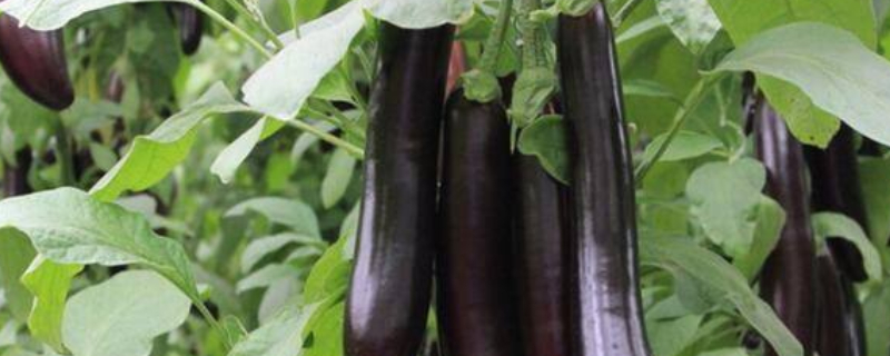 茄子移栽一般几天能活 茄子从播种到移栽要多少天