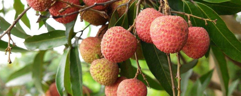 荔枝正确的保鲜方法（荔枝正确的保鲜方法是）