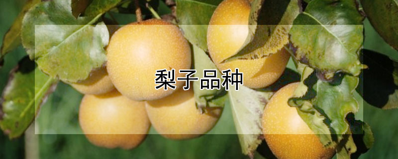 梨子品种 炖汤梨子品种