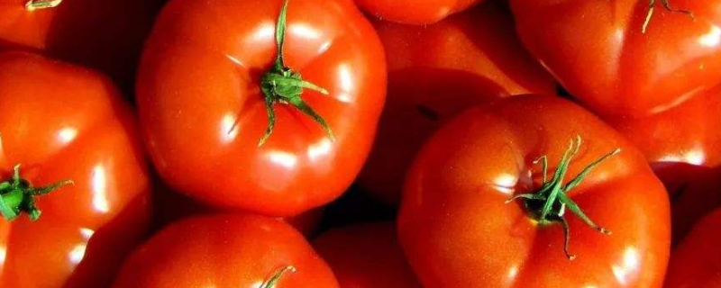 西红柿怎么沾花授粉（西红柿怎样对花授粉）