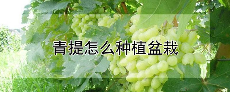 青提怎么种植盆栽 青提种植技术