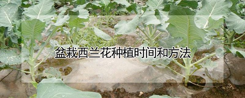 盆栽西兰花种植时间和方法 盆栽西兰花种植时间和方法图片