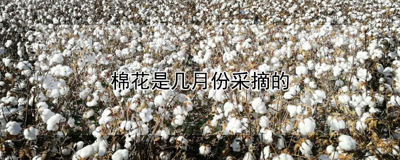 棉花是几月份采摘的（摘棉花一般是几月份）