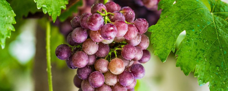 葡萄怎么保存（葡萄怎么保存不容易坏）