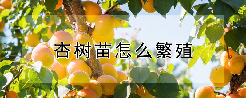 杏树苗怎么繁殖（杏树苗怎么繁殖视频）