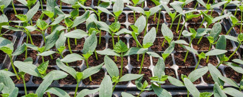 黄瓜苗被虫子咬了怎么办（黄瓜苗被虫子咬了怎么办呢）