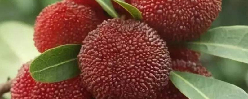 杨梅几年才能挂果（东魁杨梅几年才能挂果）