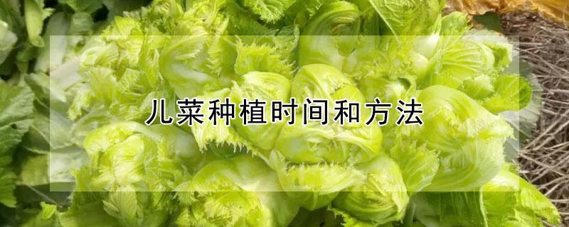 儿菜种植时间和方法 儿菜种植时间和方法河北