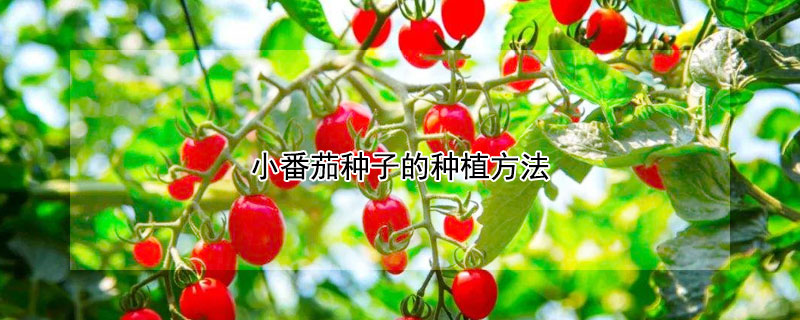 小番茄种子的种植方法（盆栽小番茄种子的种植方法）