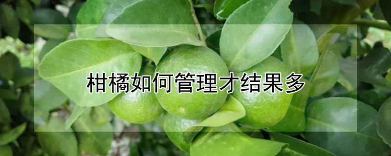 柑橘如何管理才结果多（七月份柑橘怎么管理）