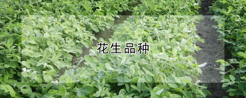 花生品种（花生品种大全图片）