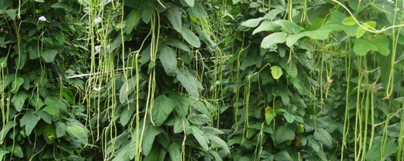 长豆角的种植方法和时间（长豆角的种植方法和时间和方法）