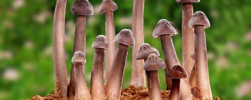 鸡纵种植的种植方法 鸡纵菌种植技术