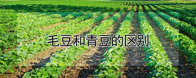 毛豆和青豆的区别 毛豆和青豆的区别在哪里