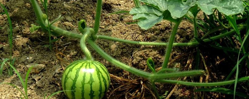 西瓜一般几天成熟（西瓜要几天成熟）