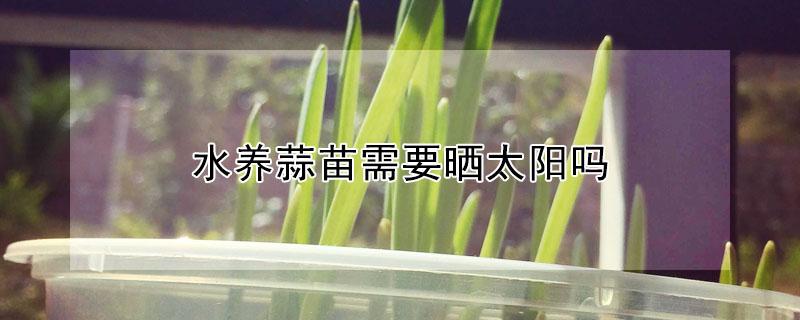 水养蒜苗需要晒太阳吗 水养蒜苗需要晒太阳吗水泡蒜需要化肥吗