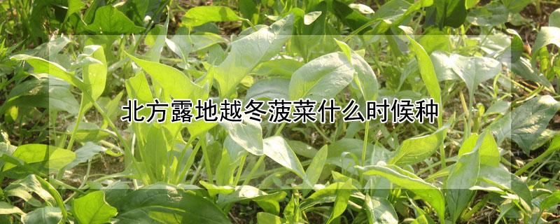 北方露地越冬菠菜什么时候种（北方露地越冬菠菜什么时候种几天出苗）