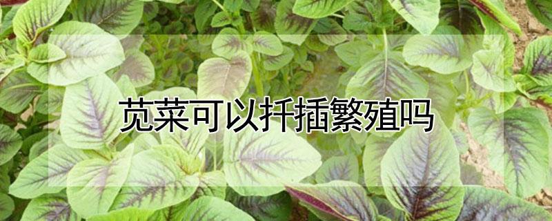 苋菜可以扦插繁殖吗（苋菜可以扦插繁殖吗）