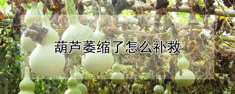 葫芦萎缩了怎么补救 葫芦萎缩了怎么补救视频