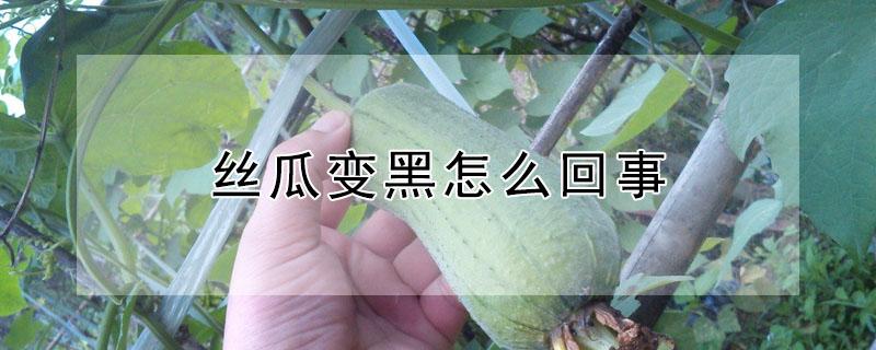 丝瓜变黑怎么回事 丝瓜容易发黑怎么办