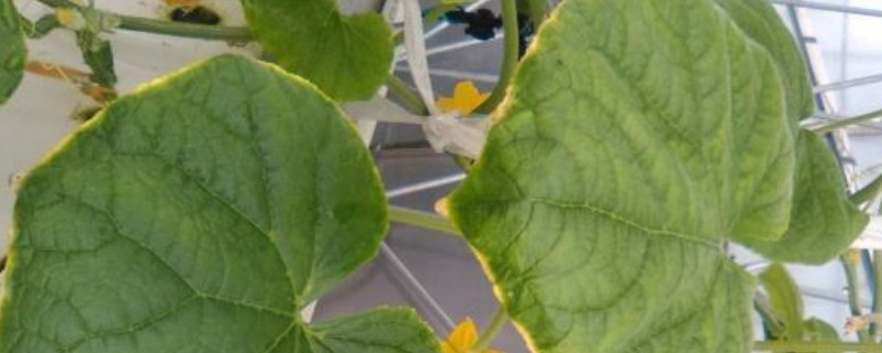 南瓜叶子卷缩是什么原因（南瓜叶子萎缩卷曲是怎么回事）