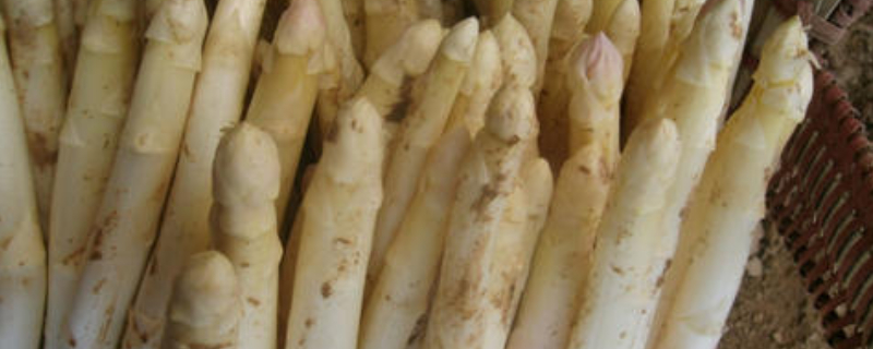 盆栽芦笋用多大盆（盆栽芦笋用多大盆最好）