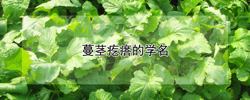 蔓茎疙瘩的学名 蔓荆疙瘩学名