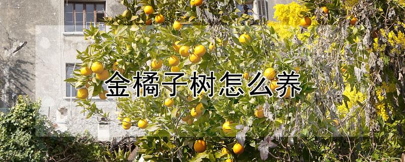金橘子树怎么养 金橘子树怎么养怎么浇水