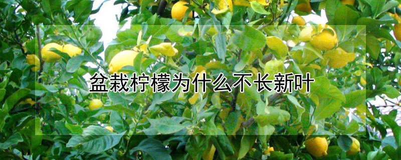 盆栽柠檬为什么不长新叶 盆栽柠檬不长新枝