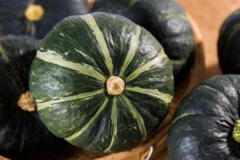 板栗南瓜种植方法