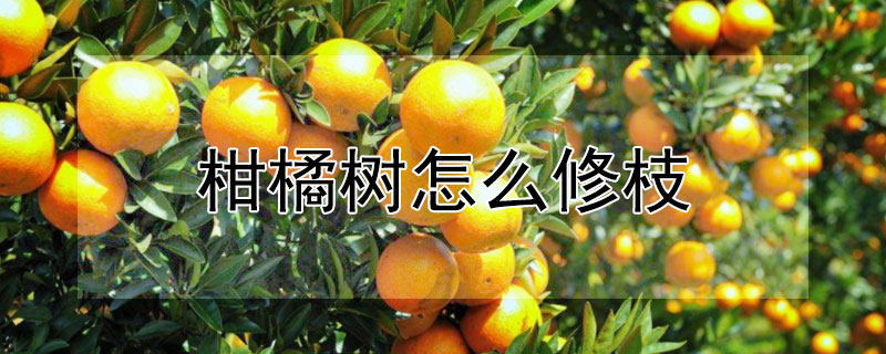 柑橘树怎么修枝（柑橘树修枝怎么修）