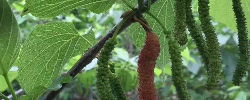 桑葚打农药吗（桑葚打农药吗有毒吗）