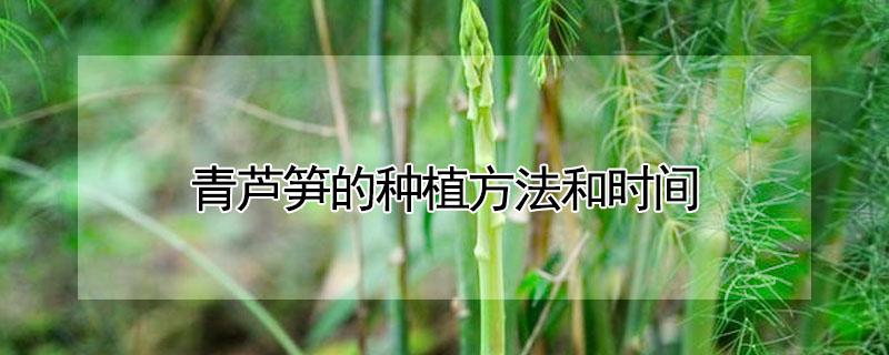 青芦笋的种植方法和时间（芦笋种植技术和种植时间）