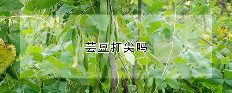 芸豆打尖吗（芸豆掐尖吗）