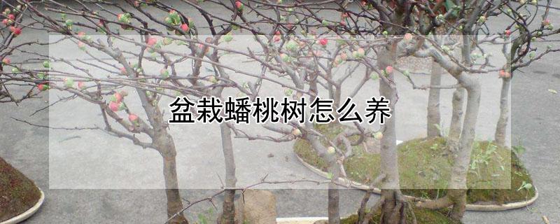 盆栽蟠桃树怎么养 蟠桃树好养吗